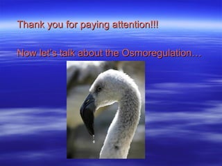 Thank you for paying attention!!! Now let’s talk about the Osmoregulation… 