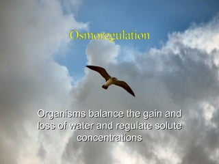 Organisms balance the gain and loss of water and regulate solute concentrations 