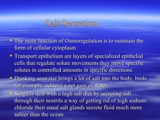 The main function of Osmoregulation is to maintain the form of cellular cytoplasm Transport epithelium are layers of specialized epithelial cells that regulate solute movements they move specific solutes in controlled amounts in specific directions.  Drinking seawater brings a lot of salt into the body, birds for example, achieve a net gain of water  Seagulls deal with a high salt diet by secreting salt through their nostrils a way of getting rid of high sodium chloride their nasal salt glands secrete fluid much more saltier than the ocean. Transport epithelia in excretory organs have a dual function of maintaining water balance and disposing metabolic wastes 