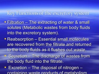 Filtration – The extracting of water & small solutes (Metabolic wastes from body fluids into the excretory system).  Reabsorption – Essential small molecules are recovered from the filtrate and returned to the body fluids as it flushes out waste.  Secretion – The discharge of wastes from the body fluid into the filtrate.  Excretion – The disposal of nitrogen – containing waste products of metabolism.  