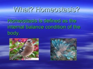 What? Homeostasis? Homeostasis is defined as the internal balance condition of the body. 