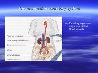 The mammalian excretory system (a) Excretory organs and major associated blood vessels 