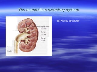 The mammalian excretory system (b) Kidney structures 