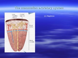 The mammalian excretory system (c) Nephron 