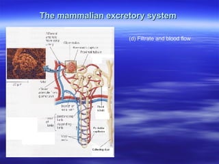 The mammalian excretory system (d) Filtrate and blood flow 