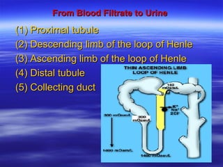 From Blood Filtrate to Urine Proximal tubule Descending limb of the loop of Henle Ascending limb of the loop of Henle Distal tubule Collecting duct 