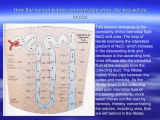 How the human kidney concentrates urine: the two-solute model. Two solutes contribute to the osmolarity of the interstitial fluid: NaCl and urea. The loop of Henle maintains the interstitial gradient of NaCl, which increase in the descending limb and decrease in the ascending limb. Urea diffuses into the interstitial fluid of the medulla from the collecting duct. The filtrate makes three trips between the cortex and medulla. As the filtrate flows in the collecting duct past interstitial fluid of increasing osmolarity, more water moves out the duct by osmosis, thereby concentrating the solutes, including urea, that are left behind in the filtrate. 