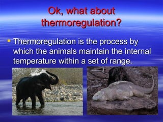 Ok, what about thermoregulation? Thermoregulation is the process by which the animals maintain the internal temperature within a set of range. View carpe  icthus ' map Taken in  Laurel Hollow, New York  (See  more photos here ) 40°52' 02" N, 73°27' 59" W40.867249-73.466348 View carpe  icthus ' map Taken in  Laurel Hollow, New York  (See  more photos here ) 40°52' 02" N, 73°27' 59" W40.867249-73.466348 
