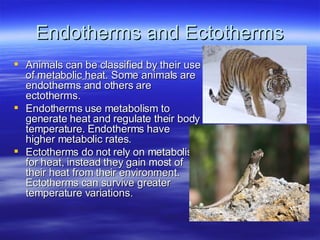 Endotherms and Ectotherms Animals can be classified by their use of metabolic heat. Some animals are endotherms and others are ectotherms. Endotherms use metabolism to generate heat and regulate their body temperature. Endotherms have higher metabolic rates. Ectotherms do not rely on metabolism for heat, instead they gain most of their heat from their environment. Ectotherms can survive greater temperature variations. 