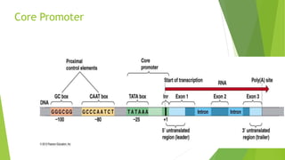 Regulatory elements of transcription.pptx