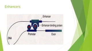 Regulatory elements of transcription.pptx