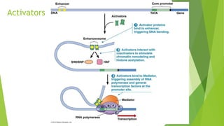 Regulatory elements of transcription.pptx