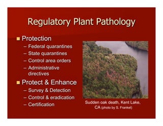 Regulatory Plant Pathology
!! Protection
–! Federal quarantines
–! State quarantines
–! Control area orders
–! Administrative
directives
!! Protect & Enhance
–! Survey & Detection
–! Control & eradication
–! Certification Sudden oak death, Kent Lake,
CA (photo by S. Frankel)
 