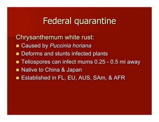 Federal quarantine
Chrysanthemum white rust:
!! Caused by Puccinia horiana
!! Deforms and stunts infected plants
!! Teliospores can infect mums 0.25 - 0.5 mi away
!! Native to China & Japan
!! Established in FL, EU, AUS, SAm, & AFR
 