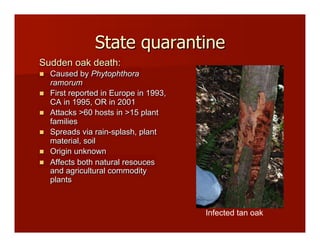 State quarantine
Sudden oak death:
!! Caused by Phytophthora
ramorum
!! First reported in Europe in 1993,
CA in 1995, OR in 2001
!! Attacks >60 hosts in >15 plant
families
!! Spreads via rain-splash, plant
material, soil
!! Origin unknown
!! Affects both natural resouces
and agricultural commodity
plants
Infected tan oak!
 