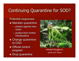 Continuing Quarantine for SOD?
Potential responses:
!! Maintain quarantine
–! protect against new
races
–! protect from further
introductions
!! Change quarantine
to CAO
!! Official control
program
!! Drop quarantine
Infected Douglas fir
(photo by D. Rizzo)!
 