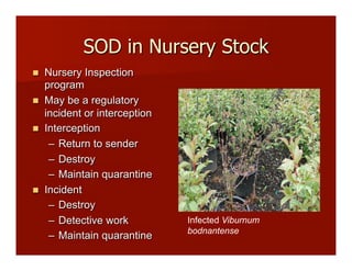SOD in Nursery Stock
!! Nursery Inspection
program
!! May be a regulatory
incident or interception
!! Interception
–! Return to sender
–! Destroy
–! Maintain quarantine
!! Incident
–! Destroy
–! Detective work
–! Maintain quarantine
Infected Viburnum
bodnantense!
 