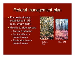 Federal management plan
!! For pests already
established in US
(e.g., gypsy moth)
!! Goal is to slow spread
–! Survey & detection
–! Control efforts in
infested states
–! Eradication in non-
infested states
Before
GM
After GM
 