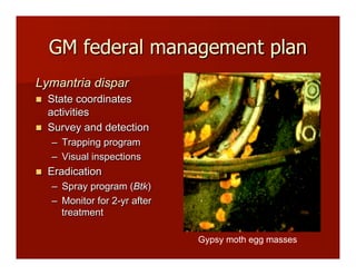 GM federal management plan
Lymantria dispar
!! State coordinates
activities
!! Survey and detection
–! Trapping program
–! Visual inspections
!! Eradication
–! Spray program (Btk)
–! Monitor for 2-yr after
treatment
Gypsy moth egg masses
 