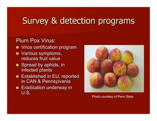 Survey & detection programs
Plum Pox Virus:
!! Virus certification program
!! Various symptoms,
reduces fruit value
!! Spread by aphids, in
infected plants
!! Established in EU, reported
in CAN & Pennsylvania
!! Eradication underway in
U.S.
Photo courtesy of Penn State!
 