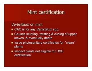Mint certification
Verticillium on mint
!! CAO is for any Verticillium spp.
!! Causes stunting, twisting & curling of upper
leaves, & eventually death
!! Issue phytosanitary certificates for clean
plants
!! Inspect plants not eligible for OSU
certification
 