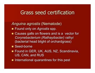 Grass seed certification
Anguina agrostis (Nematode)
!! Found only on Agrostis spp.
!! Causes galls on flowers and is a vector for
Corynebacterium (Rathayibacter) rathyi
(bacterial head blight of orchardgrass)
!! Seed-borne
!! Found in GER, UK, AUS, NZ, Scandinavia,
US, CAN, and RUS
!! International quarantines for this pest
 