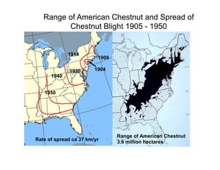 1950
1940
1930
1914
1904
1909
Range of American Chestnut and Spread of
Chestnut Blight 1905 - 1950
Range of American Chestnut
3.6 million hectares
Rate of spread ca 37 km/yr
 