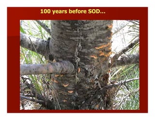 100 years before SOD…
 