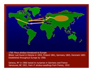 1705 Pinus strobus introduced to Europe
Blister rust found in Estonia in 1854, Finland 1861, Germany 1865, Denmark 1883.
Established throughout Europe by 1900.
Geneva, NY in 1906 traced to nurseries in Germany and France
Vancouver, BC 1921, from P. strobus seedlings from France, 1910
1705
1854
1865
1883
1906
1910
Siberian stone pine
 