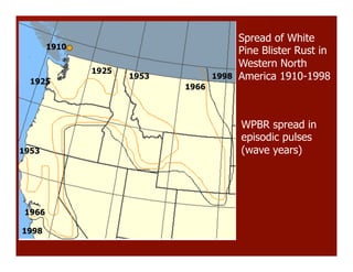 Spread of White
Pine Blister Rust in
Western North
America 1910-1998
WPBR spread in
episodic pulses
(wave years)
1925
1925
1953
1953
1966
1966
1998
1998
1910
 