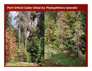 Port-Orford Cedar killed by Phytophthora lateralis
 