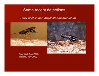 Sirex noctilio and Amylosterum areolatum
Some recent detections:
New York Feb 2005
Indiana, July 2002
 