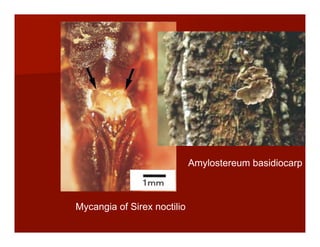 Mycangia of Sirex noctilio
Amylostereum basidiocarp
 