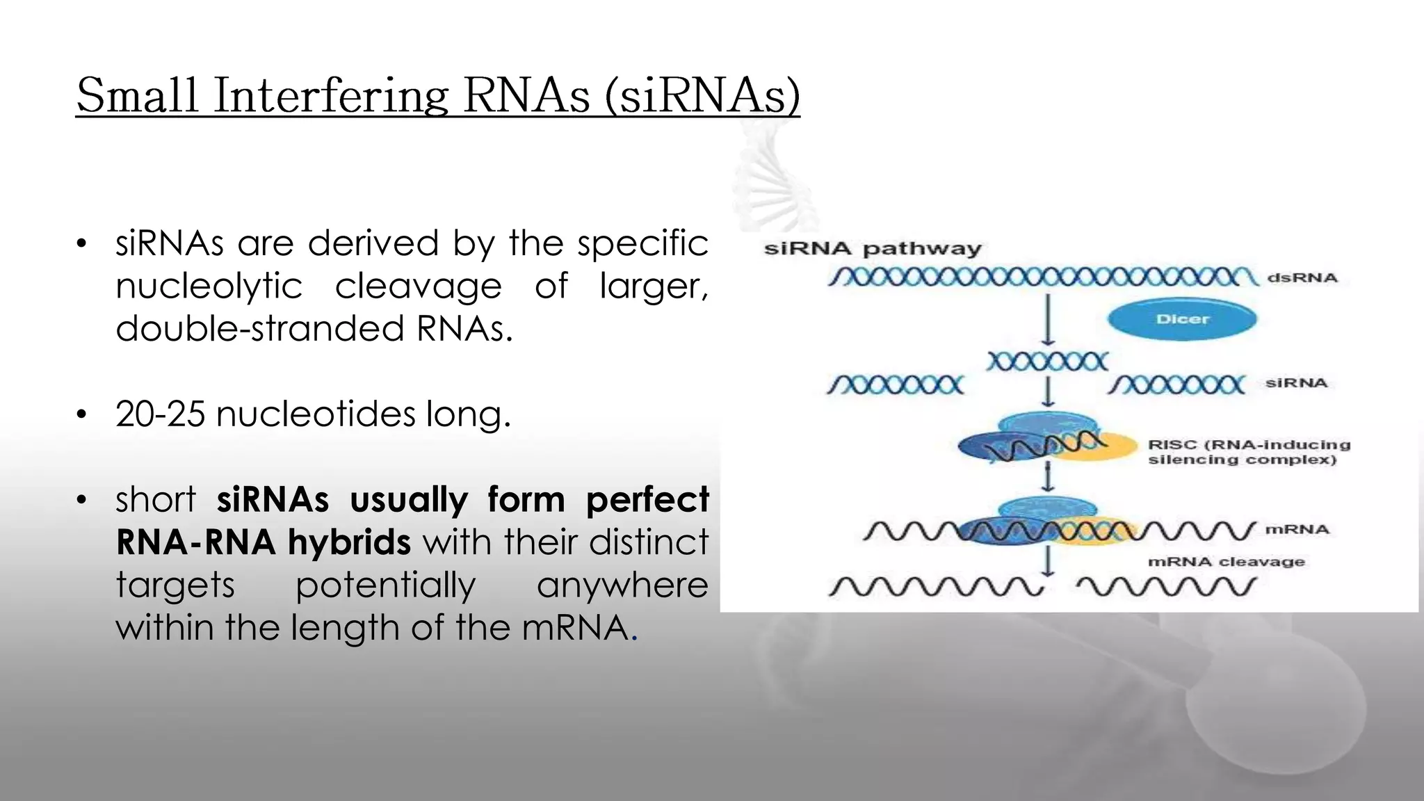 • siRNAs are derived by the specific
nucleolytic cleavage of larger,
double-stranded RNAs.
• 20-25 nucleotides long.
• short siRNAs usually form perfect
RNA-RNA hybrids with their distinct
targets potentially anywhere
within the length of the mRNA.
 