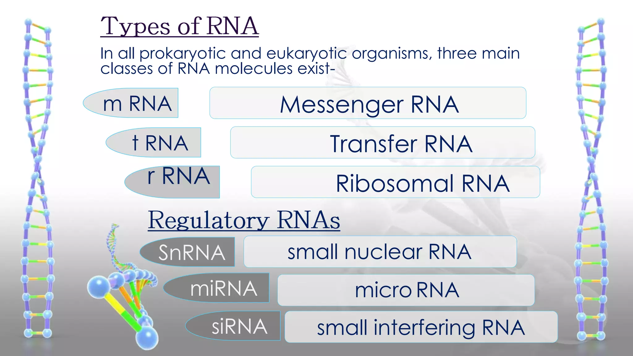 miRNA
Transfer RNA
Ribosomal RNA
Messenger RNA
small nuclear RNA
micro RNA
m RNA
t RNA
r RNA
SnRNA
In all prokaryotic and eukaryotic organisms, three main
classes of RNA molecules exist-
small interfering RNAsiRNA
 