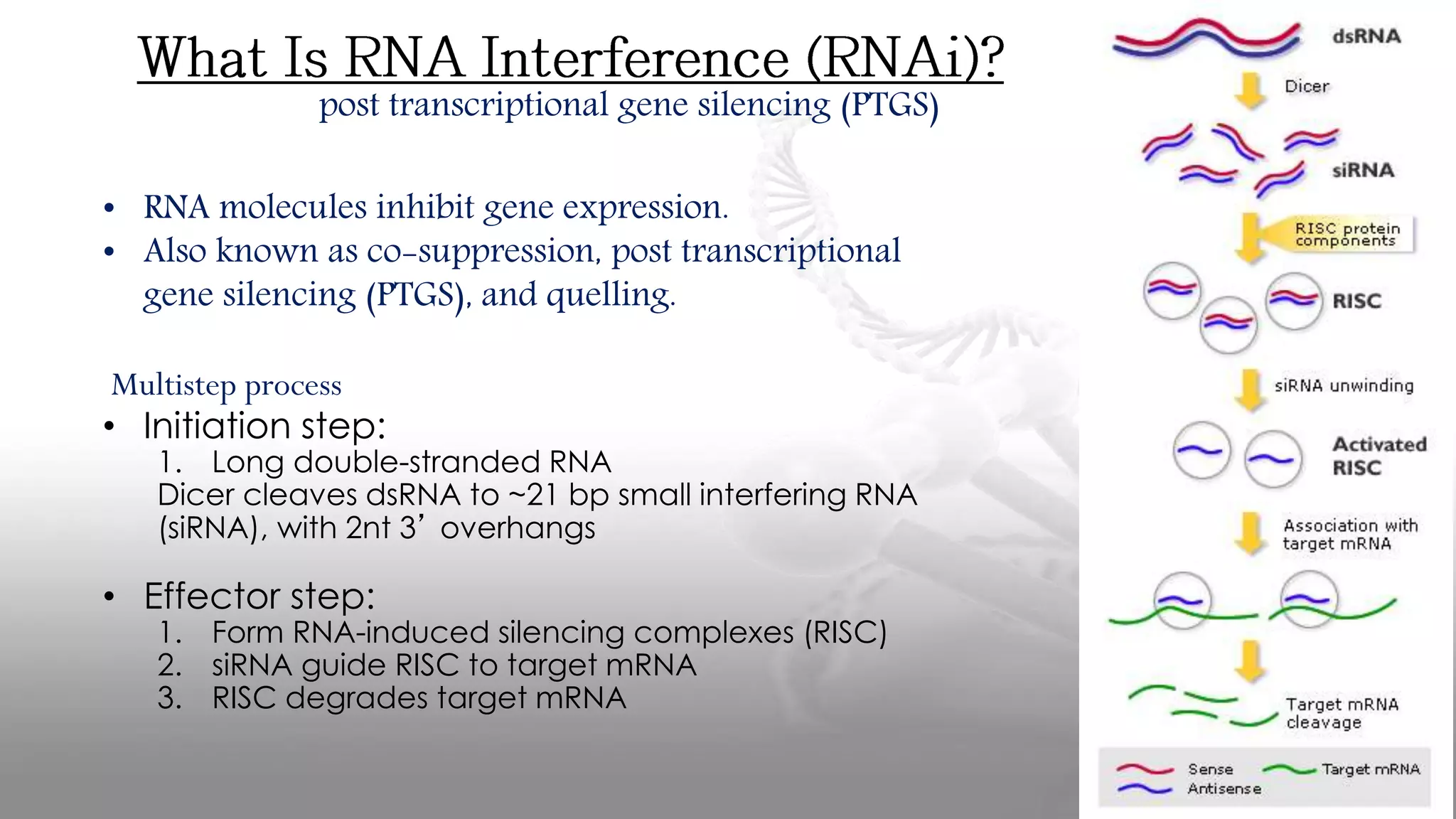 post transcriptional gene silencing (PTGS)
• RNA molecules inhibit gene expression.
• Also known as co-suppression, post transcriptional
gene silencing (PTGS), and quelling.
Multistep process
• Initiation step:
1. Long double-stranded RNA
Dicer cleaves dsRNA to ~21 bp small interfering RNA
(siRNA), with 2nt 3’ overhangs
• Effector step:
1. Form RNA-induced silencing complexes (RISC)
2. siRNA guide RISC to target mRNA
3. RISC degrades target mRNA
 