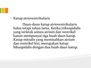 • Katup atrioventrikularis
       Daun-daun katup atrioventrikularis
 halus tetapi tahan lama. Ketika trikuspidalis
 yang terletak antara atrium dan ventrikel
 kanan mempunyai tiga buah daun katup.
 Katup mitralis yang memisahkan atrium
 dan ventrikel kiri, merupakan katup
 bikuspidalis dengan dua buah daun katup.
 