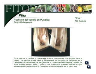 Manual de Plagas Agrícolas, reconocimiento pdf. | PDF