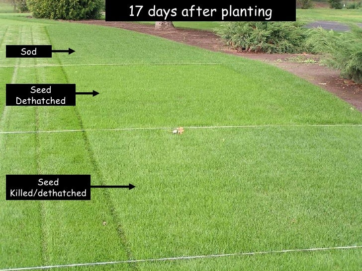 Rehabbing troubled lawns 9 23-10