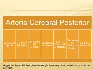 Arteria Cerebral Posterior
Alexia sin
agrafia
Síndrome
de Balint
Síndrome
de
Claude
Síndrome
de Anton
ACP –
Occipital
Unilateral
Síndrome
de
Dejerine-
Roussy
Síndrome
de Weber
Ropper AH, Browm RH. Principios de neurología de Adams y Victor. 10a ed. México, McGraw-
Hill; 2014.
 