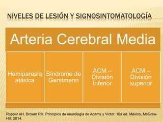 NIVELES DE LESIÓN Y SIGNOSINTOMATOLOGÍA
Arteria Cerebral Media
Hemiparesia
atáxica
Síndrome de
Gerstmann
ACM –
División
Inferior
ACM –
División
superior
Ropper AH, Browm RH. Principios de neurología de Adams y Victor. 10a ed. México, McGraw-
Hill; 2014.
 