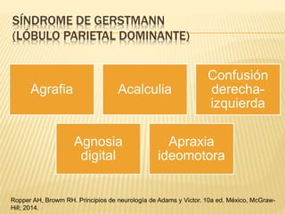 SÍNDROME DE GERSTMANN
(LÓBULO PARIETAL DOMINANTE)
Agrafia Acalculia
Confusión
derecha-
izquierda
Agnosia
digital
Apraxia
ideomotora
Ropper AH, Browm RH. Principios de neurología de Adams y Victor. 10a ed. México, McGraw-
Hill; 2014.
 