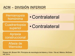 ACM – DIVISIÓN INFERIOR
•ContralateralHemianopsia
homónima
•ContralateralCuadrantopsia
superior
Apraxia
construccional
Afasia de
Wernicke
Ropper AH, Browm RH. Principios de neurología de Adams y Victor. 10a ed. México, McGraw-
Hill; 2014.
 
