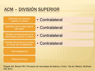 ACM – DIVISIÓN SUPERIOR
• ContralateralDebilidad de miembro
superior e inferior
• ContralateralDebilidad de la mitad inferior
del rostro
• ContralateralPérdida hemisensorial de la
extremidad superior e inferior
• ContralateralPérdida Sensorial en el rostro
en todas las modalidades
Heminegligencia
Afasia de Broca
Ropper AH, Browm RH. Principios de neurología de Adams y Victor. 10a ed. México, McGraw-
Hill; 2014.
 