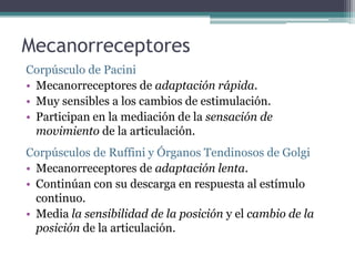 Reseptor Pacini Ruffini Rehabilitación Funcional y de la Propiocepción | PPTX