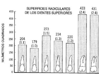 EVALUACIÓN DE PILARESProporción corona-raizConfiguración de la raízZona del Ligamento Periodontal (Ley de Ante)