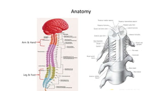 Rehabilitation for spinal cord injured people | PPTX