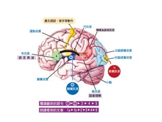 Rehabilitation國考題speech