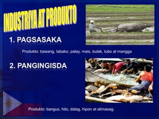 Produkto: bawang, tabako, palay, mais, bulak, tubo at mangga




   Produkto: bangus, hito, dalag, hipon at alimasag.
 