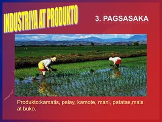 Produkto:kamatis, palay, kamote, mani, patatas,mais
at buko.
 